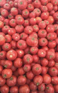 رب گوجه فرنگی