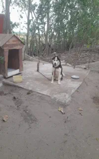 واگذاری سگ هاسکی نر  رایگان