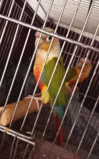 گرینچیک آناناسی دبل رد نر سالم
