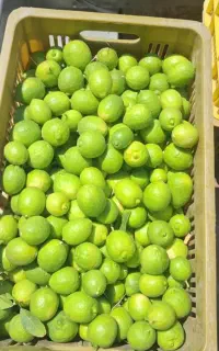 لیمو درجه یک ارگانیک