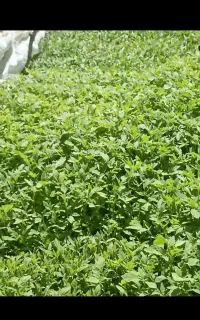 نهال گوجه درجه یک