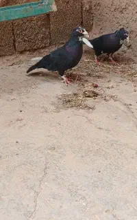 نر وماده پلنگ سو قدیمی