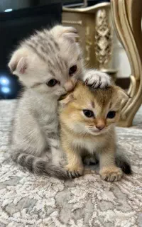 بچه گربه