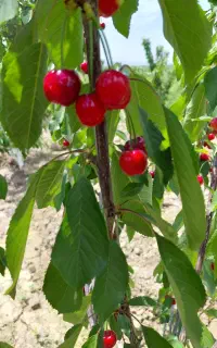 گیلاس درجه یک