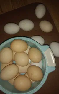 تخم مرغ محلی