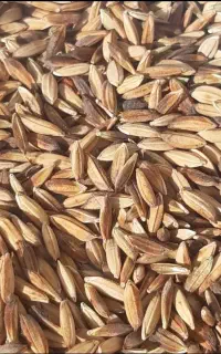شلتوک بذری درجه یک