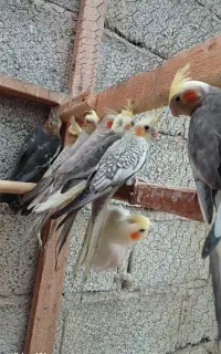 طوطی عروس