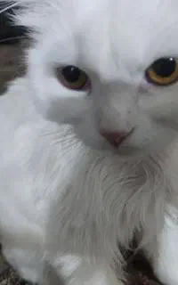 گربه پرشین