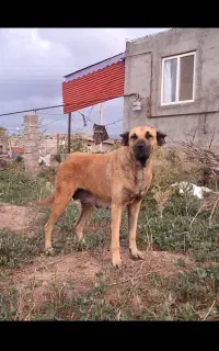 ماده سرابی ۱۶ ماهه