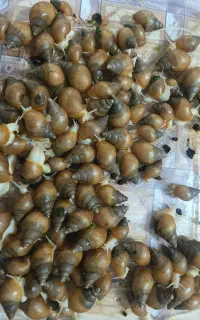 حلزون برای جوان سازی پوست
