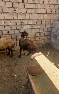 گوسفند