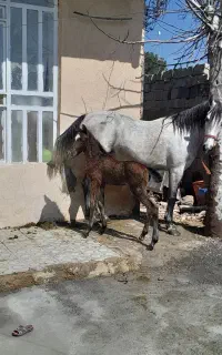 مادیون ترکی با دوتا کره