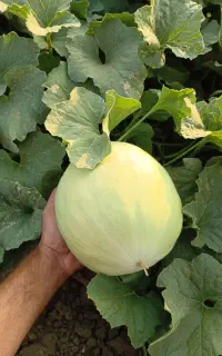 فروش خربزه سفید