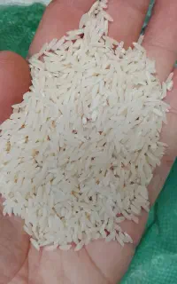 برنج طارم هاشمی