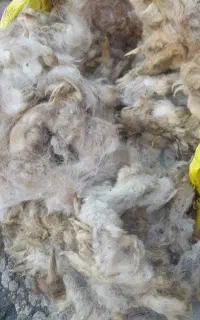 پشم گوسفند