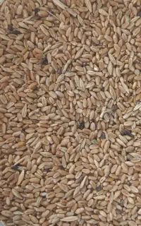 کشاورزی