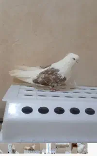 کبوتر