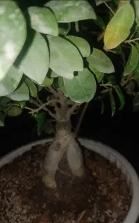 دیش گاردن بنسای جنسینگ