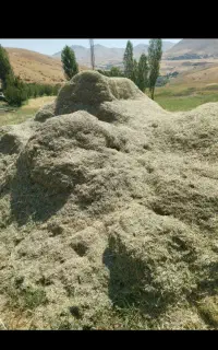 گیاه گزره خرمن‌کوبی شده