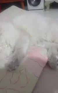 گربه ماده بسیار ناز