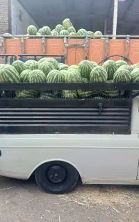 هندوانه جیگر شیرین عسل