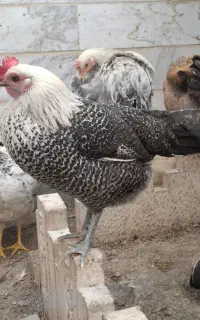 مرغ زیبای گلین