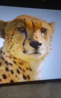 تلویزیون 55 اینچ اسنوا 4K درحدآک