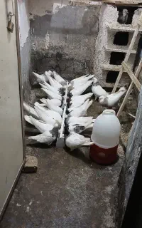 کبوتر طوقی همه رنگ