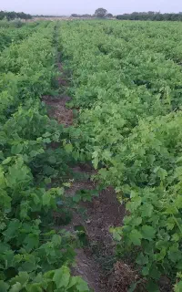نهال انگور