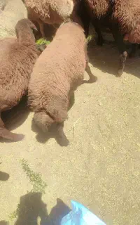 بره قوچی افشار اصل