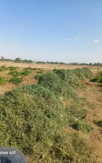 فروش علف علوفه باغی خوراک دام