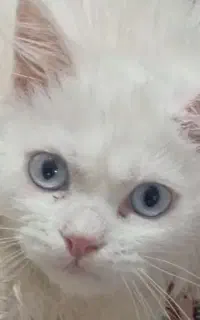 پیشی نر