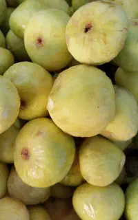 انجیر تازه چیده شده