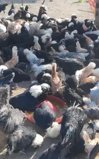 جوجه مرغ خروس برهما .سلطان .موجود شد زیر قیمت