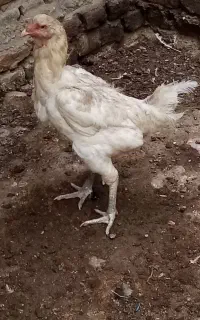 مرغ لاری اصل کرچ