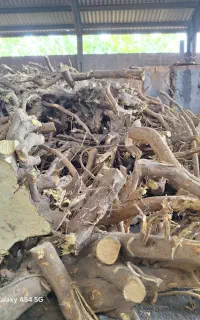 فروش ریشه مرکبات