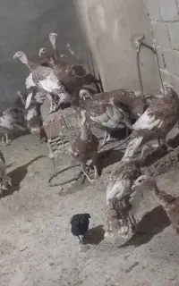 بوقلمون ماده