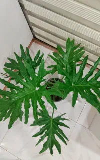 برگ انجیری برگ پهن