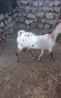فروش بز