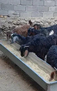 بزغاله