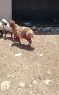 بره نر