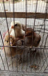 شش عدد جوجه دوهفته ای. جلین