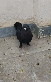 زاغ