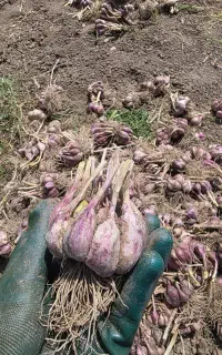 سیر محلی