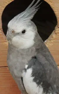 عروس هلندی گمشده
