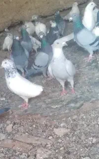 پرنده ساده پرشی