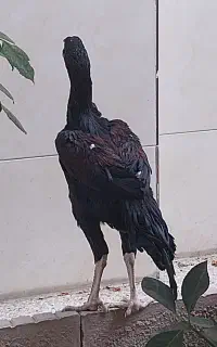 خروس لاری