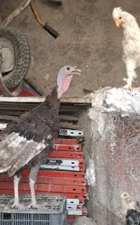 بوقلمون  ماده بالغ