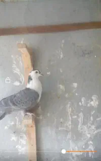 عروسک کبوتری