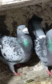 کفتر